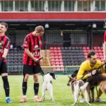 Avspark för Hundstallet