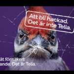 Säkra nät för säkert företagande – Det är Telia