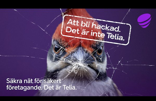 Säkra nät för säkert företagande – Det är Telia